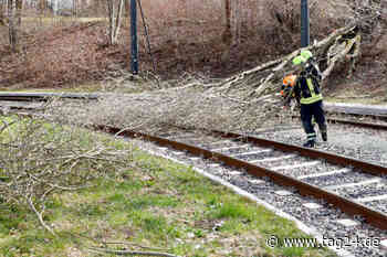 Sturmtief "Nasim" wirbelt Chemnitz durcheinander: umgestürzte Bäume, Wildgatter geschlossen - TAG24