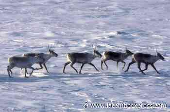 Alberta releases recovery plans for two threatened caribou herds - Lacombe Express