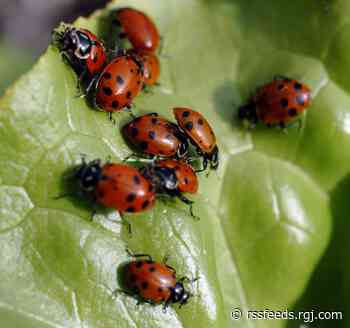Las Vegas resort releases over 100,000 ladybugs to attack pests, reduce chemicals