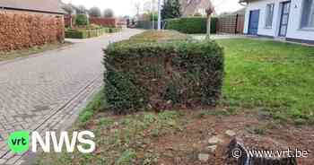 Eiken in Bosstraat in Retie zijn gekapt, ondanks protest en verontwaardiging - Vlaamse Radio- en Televisieomroeporganisatie