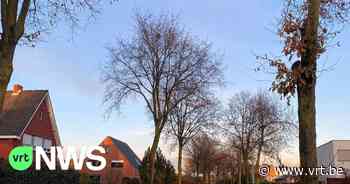 Retie kapt 22 gezonde eiken nadat buurt over vallende bladeren heeft geklaagd - Vlaamse Radio- en Televisieomroeporganisatie