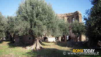 L'olio dell'imperatore Adriano protagonista a Villa Adriana e Villa D'Este