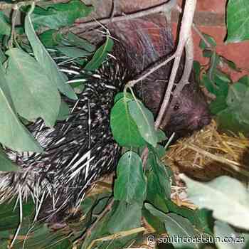 Spike the porcupine slowly recovers at CROW - South Coast Sun