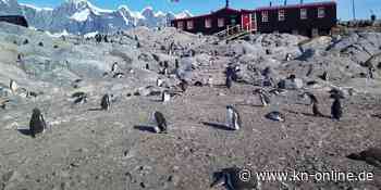Zwischen Post und Pinguinen: Museum in der Antarktis sucht Mitarbeiter