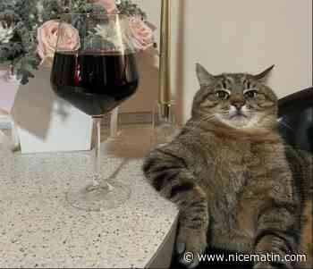 Stepan, le chat ukrainien star d'Internet et réfugié sur la Côte d'Azur, va être honoré à Cannes