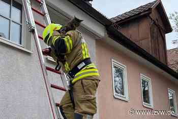 Tier in Not: Freiwillige Feuerwehr Kernen rettet Katze vom Dach - Kernen - Zeitungsverlag Waiblingen