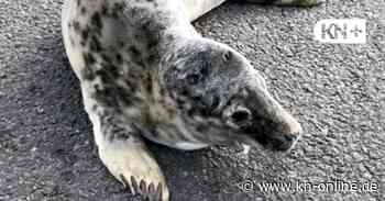Kegelrobbe löst Polizei-Einsatz aus