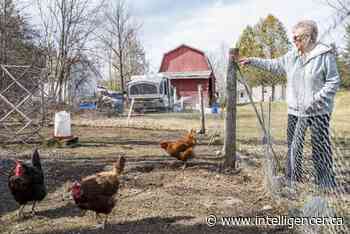 Janis Goodmurphy ain't no chicken - Belleville Intelligencer