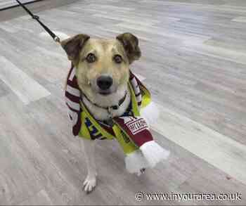 AFC Croydon Athletic to host Non-League Dog Day against Farnham Town - In Your Area