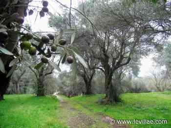 TIVOLI, A VILLA ADRIANA E VILLA D'ESTE ARRIVA L'OLIO DELL'IMPERATORE ADRIANO A MARCHIO IGP IN PARTNERSHIP CON UNAPROL E COLDIRETTI LAZIO - Villa Adriana e Villa d'Este - Le Villae Tivoli