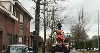 Bomen hinderen buurt? “Inwoners mogen voortaan beslissen wat er moet gebeuren” - Het Laatste Nieuws