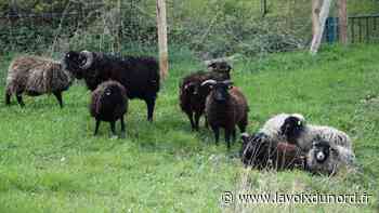 Barlin: de l'éco-pâturage à la Fossette avec des moutons d'Ouessant - La Voix du Nord