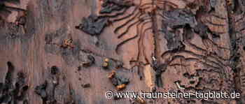 Gefahr durch Borkenkäfer – Sturmschäden müssen zügig beseitigt werden - Traunsteiner Tagblatt