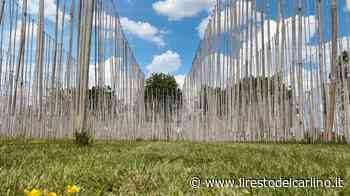 Ad Alfonsine inaugura oggi il Labirinto sospeso: un’opera di canne di bambù per oltre 2 km - il Resto del Carlino