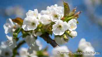 Fröste können Apfelbäumen im Norden noch nichts anhaben - Süddeutsche Zeitung - SZ.de