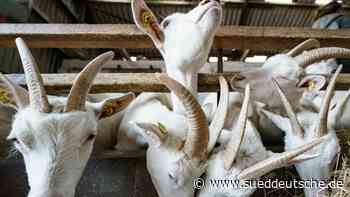 Agrar - Wiesbaden - 2021 weniger Kühe und mehr Ziegen gehalten - Wirtschaft - Süddeutsche Zeitung - SZ.de