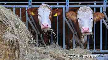 Streit um ökologische Vorrangflächen: Cem Özdemir setzt sich durch - Wirtschaft - Tagesspiegel
