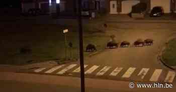 VIDEO: Everzwijnen paraderen door centrum van Genk: “Ze vinden dit jaar in de natuur totaal geen voedsel” - Het Laatste Nieuws