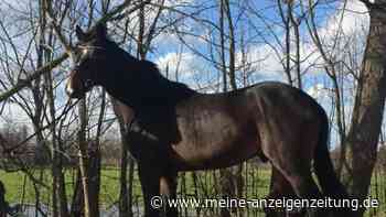 Preisgekröntes Pferd aus Stall gestohlen – Zeugen gesucht