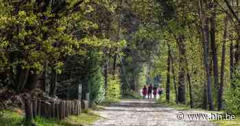 Kempens Landschap koopt drie nieuwe bospercelen in Bel aan - Het Laatste Nieuws