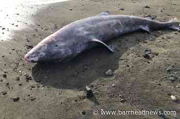 Post mortem of 'extraordinary' Greenland shark reveals it had meningitis - Barrhead News