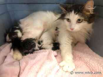 Ten Lives Club to host shower in April for nearly 1,300 anticipated newborn kittens