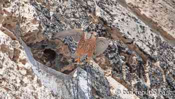 Bari, una coppia di gheppi nidifica su una torre del Castello svevo: "Un ritorno alle origini federiciane" - La Repubblica