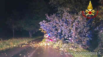 Fossombrone, il vento abbatte tre olmi. Paura per i residenti: «Deve accadere qualche tragedia prima che ci si decida ad intervenire?» - Centropagina