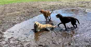 IN BEELD. Honden dollen erop los in nieuwe losloopzone in Zoersel - Het Laatste Nieuws