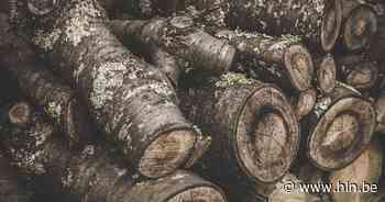 Zoersel houdt houtverkoop | Zoersel | hln.be - Het Laatste Nieuws