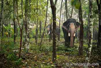 Forest Dept of Karnataka Decides not to Bury or Burn Wild Animal Carcasses - Krishi Jagran