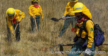 Mexico burns: 68 active forest fires in 19 states – The Yucatan Times - The Yucatan Times