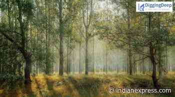 Digging Deep: How forest cover change could impact global temperatures - The Indian Express