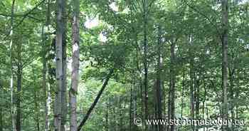 Community Spotlight: Deer Ridge Conservation Area, a forest habitat where you can connect with nature - 94.1 myFM