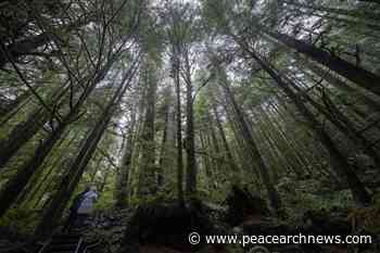 Environmental group gives guarded support for company's old-growth forest plan – Peace Arch News - Peace Arch News