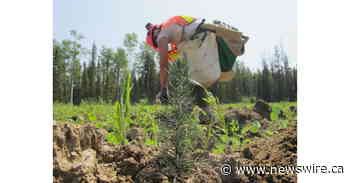 IKEA Canada partners with Project Forest to rewild landscapes in Alberta Français - Canada NewsWire