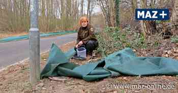 Naturwacht beklagt Diebstahl und Zerstörung an Krötenschutzzäunen in Bad Belzig - Märkische Allgemeine Zeitung