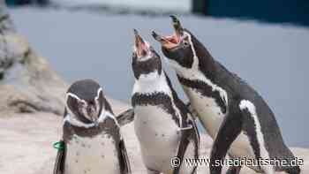 Museen - Stralsund - Ozeaneum im zweiten Pandemiejahr erneut weniger Besucher - Kultur - SZ.de - Süddeutsche Zeitung - SZ.de