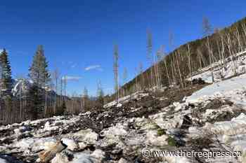 CanWel to start logging above Fernie – The Free Press - The Free Press