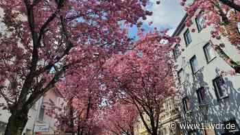 Frühlingsgefühle beim Kirschblütenfest in Bonn - WDR Nachrichten