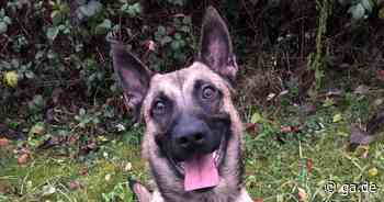 Karriere nach dem Bonner Tierheim: Aris startet bei der Polizei in Bonn beruflich durch - General-Anzeiger Bonn
