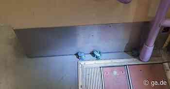 Bonn - Fahrgäste entdecken blaue Kröten in der Straßenbahn - General-Anzeiger Bonn