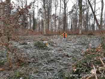Unser Wald von morgen im Stadtwald Eppingen - Eppingen.org