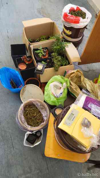 Eboli, un fermo: trovate piante di marijuana a scuola - SudTv