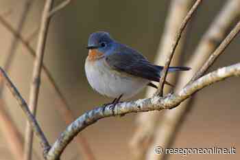 notizie da Lecco e provincia » Rosso - ResegoneOnline