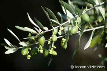 Lecco | Domenica delle Palme, in piazza ci sarà la benedizione degli ulivi - Lecco Notizie