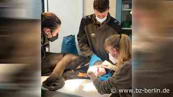 Kommt ein Bär zum Zahnarzt … - B.Z. – Die Stimme Berlins