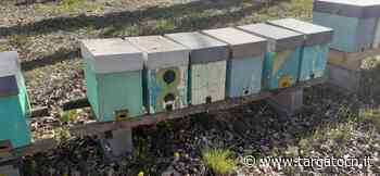 Furto di sei nuclei in un apiario di Cuneo, Aspromiele: “Atti vergognosi che minano il già difficile periodo” - TargatoCn.it