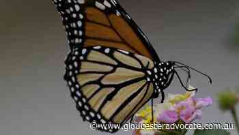 New weed-fighting website to arm gardeners - Gloucester Advocate