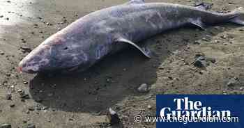 Meningitis killed Greenland shark found off coast of Cornwall, postmortem shows - The Guardian